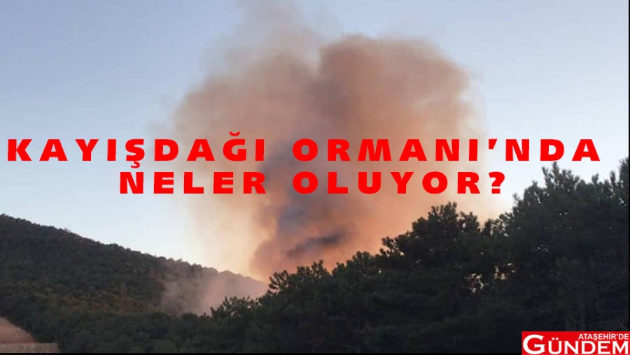 KAYIŞDAĞI ORMANI'NDA NELER OLUYOR? kayşdağı ormanı yangın haberi
